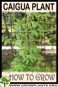 How to grow Caigua