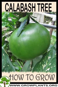 How to grow Calabash Tree