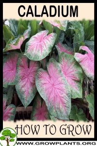 How to grow Caladium