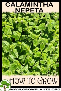 How to grow Calamintha nepeta