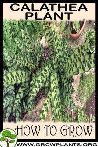How to grow Calathea