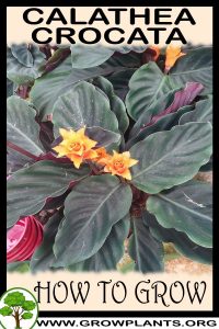 How to grow Calathea crocata