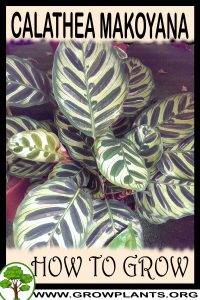 How to grow Calathea makoyana