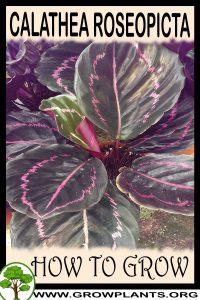 How to grow Calathea roseopicta