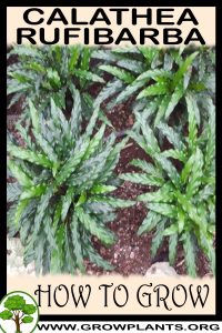 How to grow Calathea rufibarba