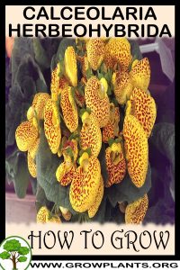 How to grow Calceolaria herbeohybrida