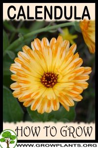 How to grow Calendula