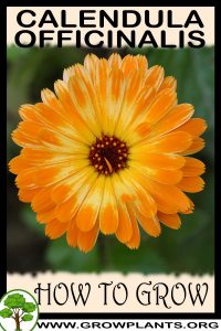 How to grow Calendula officinalis