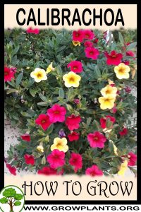How to grow Calibrachoa