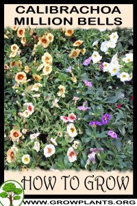 How to grow Calibrachoa million bells