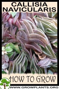 How to grow Callisia navicularis