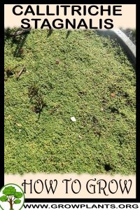 How to grow Callitriche stagnalis