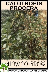 How to grow Calotropis procera