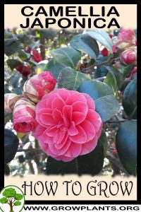 How to grow Camellia Japonica