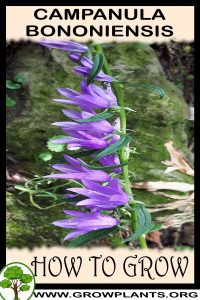 How to grow Campanula bononiensis