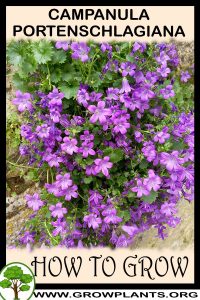 How to grow Campanula portenschlagiana