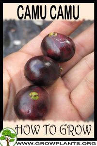 How to grow Camu Camu