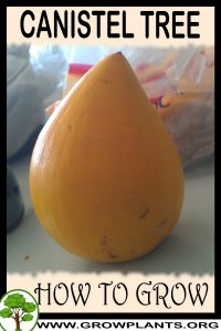 How to grow Canistel