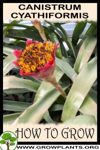 How to grow Canistrum cyathiformis