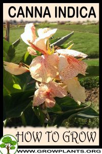 How to grow Canna indica