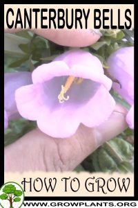 How to grow Canterbury bells