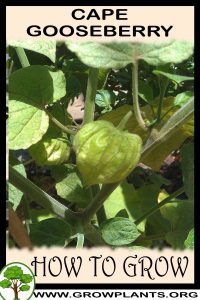 How to grow Cape gooseberry