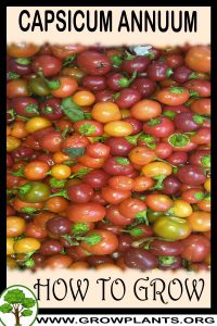 How to grow Capsicum annuum
