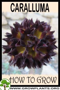 How to grow Caralluma