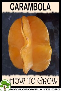 How to grow Carambola