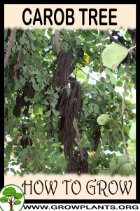 How to grow Carob tree