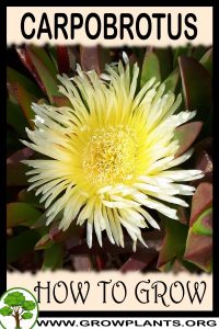 How to grow Carpobrotus