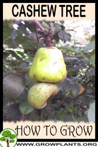 How to grow Cashew tree