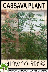 How to grow Cassava plant