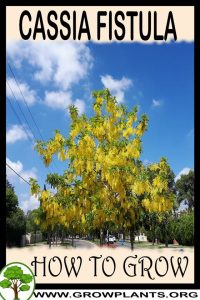 How to grow Cassia fistula