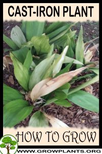 How to grow Cast iron plant