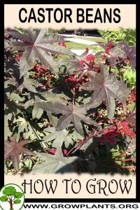 How to grow Castor beans