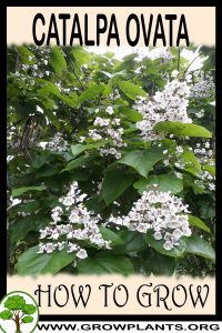 How to grow Catalpa Ovata