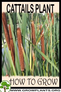How to grow Cattails
