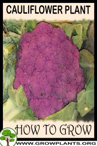 How to grow Cauliflower plant