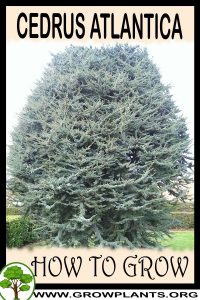 How to grow Cedrus atlantica