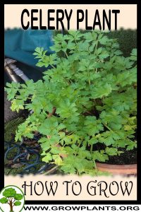 How to grow Celery plant