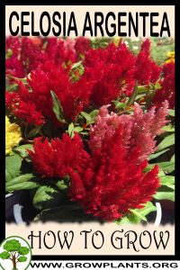 How to grow Celosia argentea