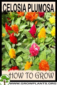 How to grow Celosia plumosa