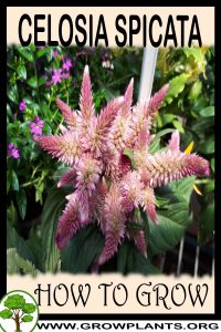 How to grow Celosia spicata