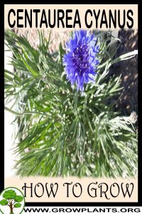 How to grow Centaurea cyanus
