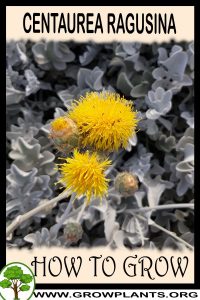 How to grow Centaurea ragusina