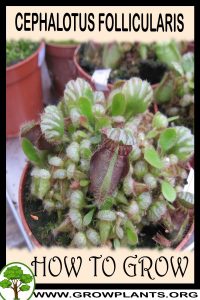 How to grow Cephalotus follicularis
