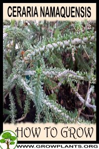 How to grow Ceraria namaquensis