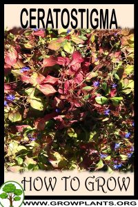 How to grow Ceratostigma