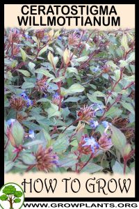 How to grow Ceratostigma willmottianum